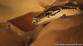 Ebony Milf Strips And Dances With A Sacred Snake